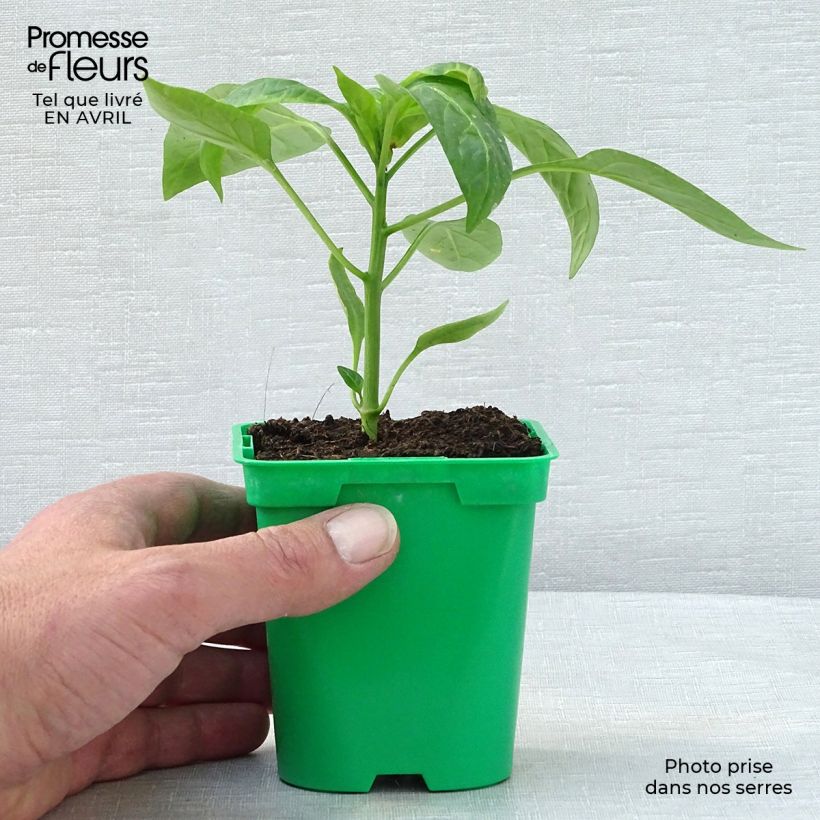 Pimiento Tenor F1 Maceta de 10 cm/11 cm Ejemplar entregado en la primavera