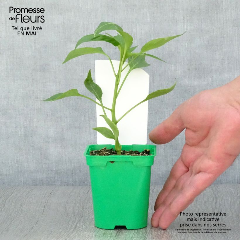 Pimiento Oreny F1 (planta interjada) Maceta de 10 cm/11 cm Ejemplar entregado en la primavera