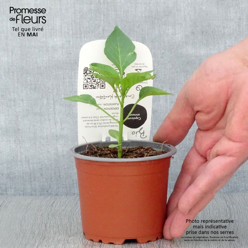 Pimiento Jericho F1 Maceta de 10 cm/11 cm Ejemplar entregado en la primavera