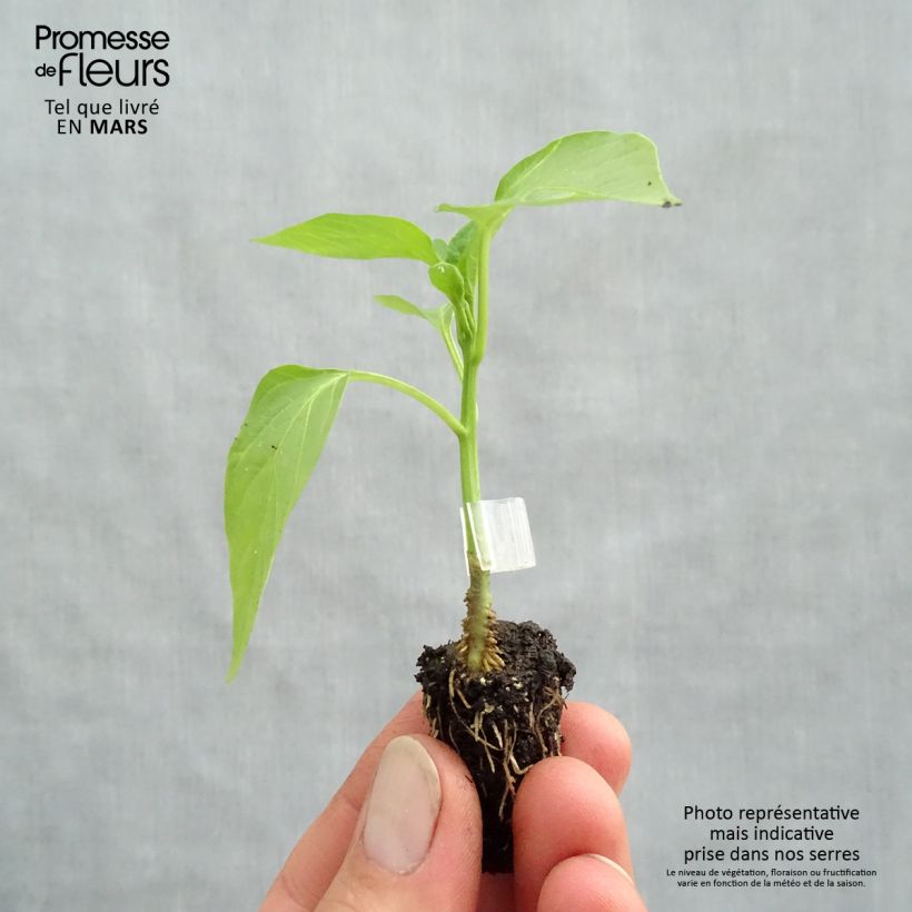 Pimiento Jericho F1 Bio (planta interjada) minicepellón: Ø 1,5/2,5 cm Ejemplar entregado en la primavera