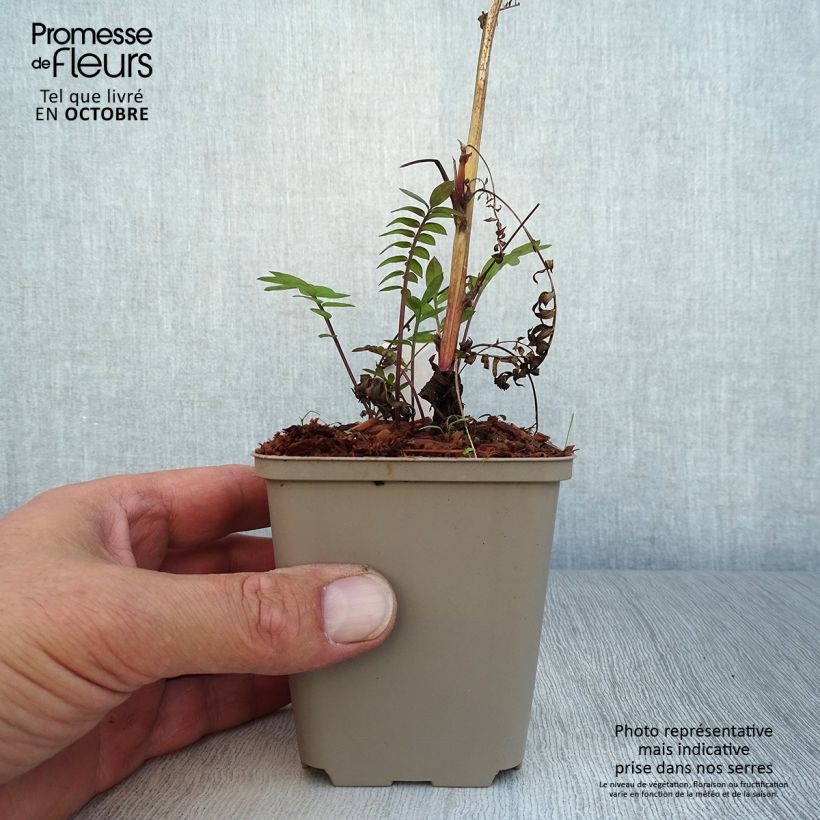 Ejemplar de Polemonium Bressingham Purple Maceta de 8/9 cm entregado en otoño