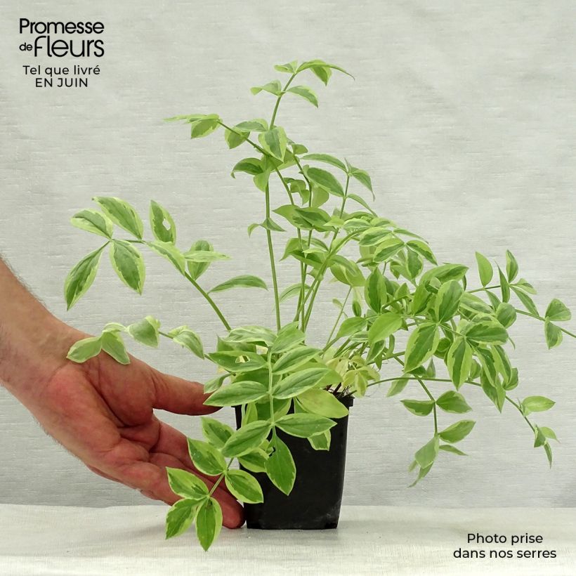 Ejemplar de Polemonium reptans Stairway to Heaven Maceta de 8/9 cm entregado en verano