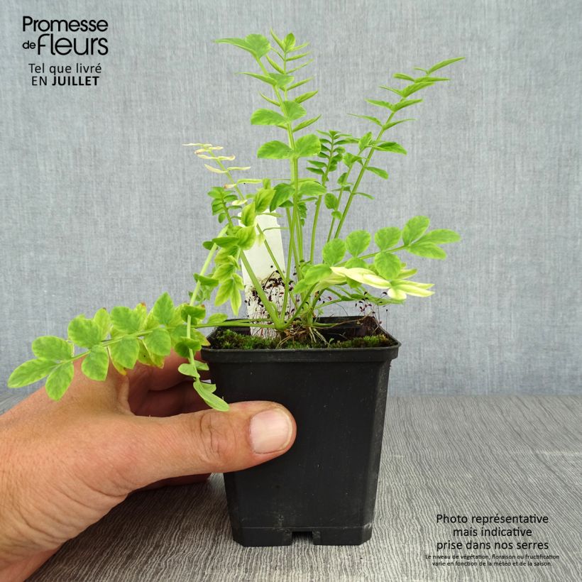Ejemplar de Polemonium caeruleum Album - Valeriana griega Maceta de 8/9 cm entregado en verano