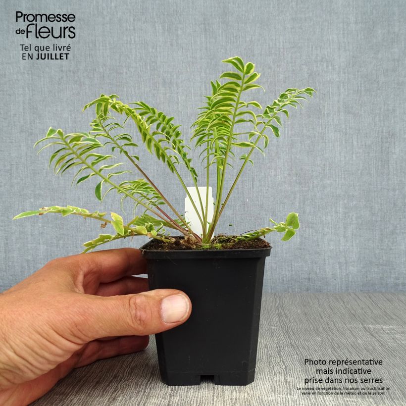 Ejemplar de Polemonium caeruleum Brise d'Anjou - Valeriana griega Maceta de 8/9 cm entregado en verano