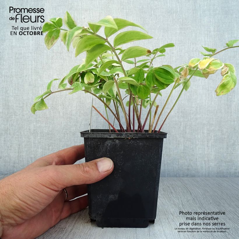Ejemplar de Polemonium reptans Touch of Class Maceta de 8/9 cm entregado en otoño