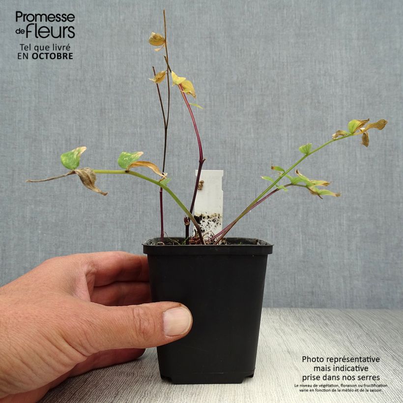 Ejemplar de Polemonium yezoense Purple rain Maceta de 8/9 cm entregado en otoño