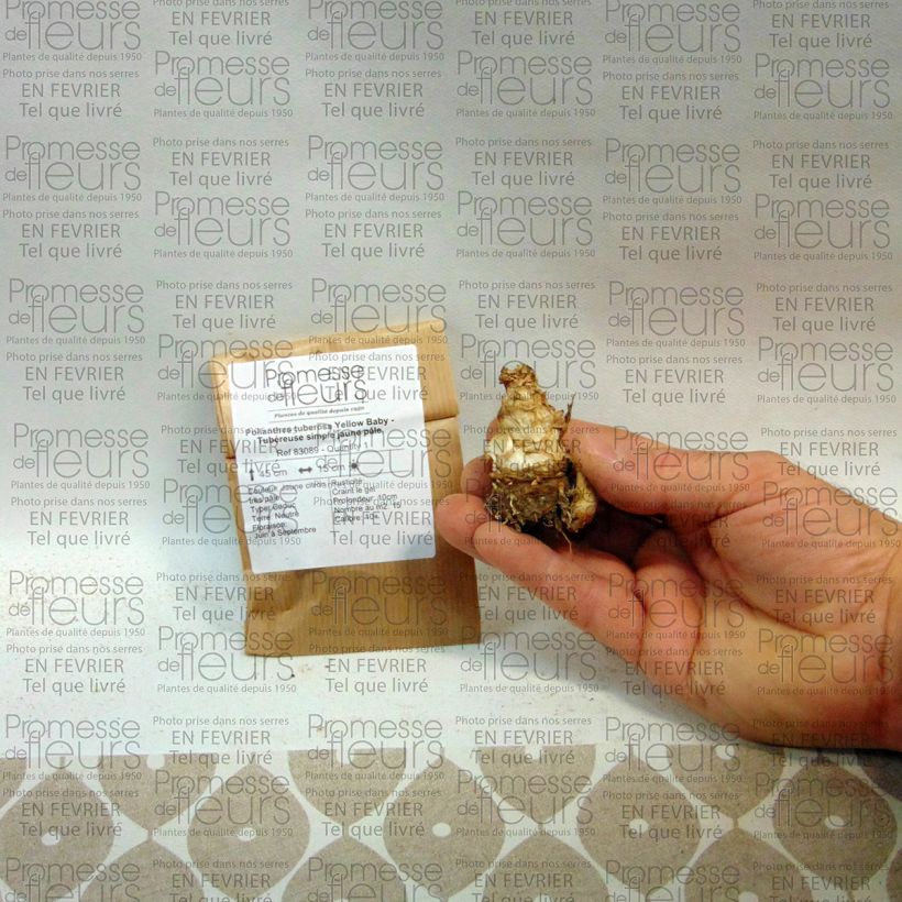 Ejemplo de ejemplar de Polyanthes tuberosa Yellow Baby - Nardo Bulbo calibre 10+ tal y como se entrega