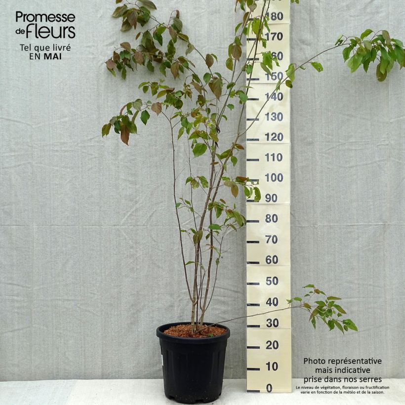 Poliothyrsis sinensis - Arbre aux fleurs de perles - Pot de 20L Ejemplar entregado en la primavera