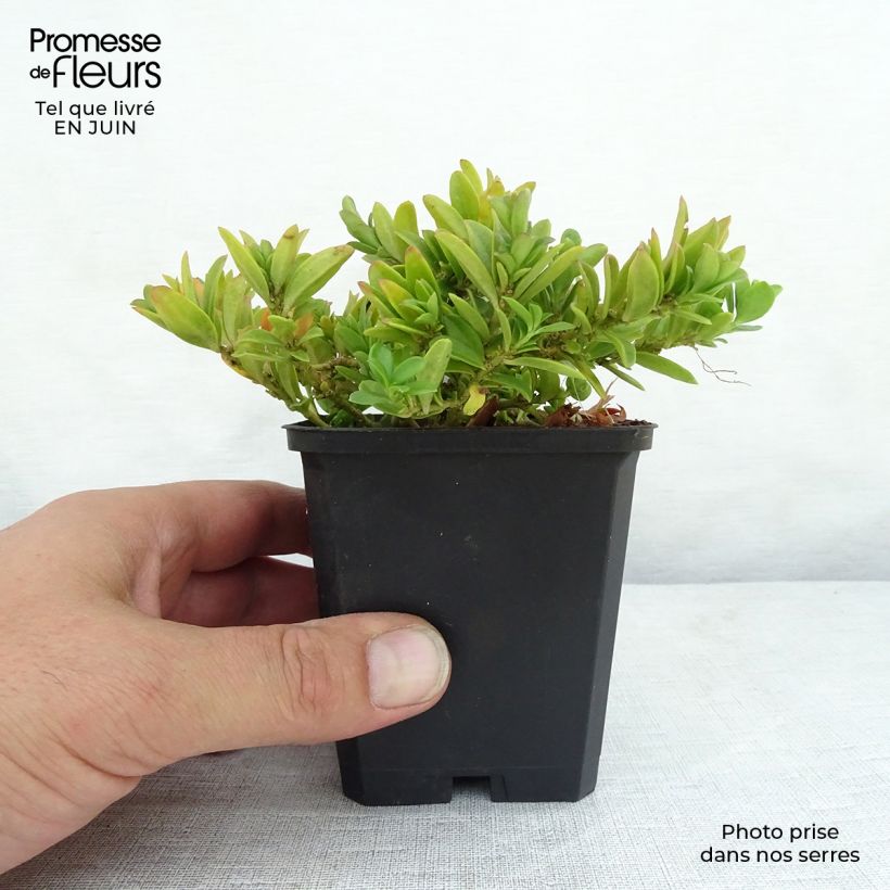 Ejemplar de Polygala chamaebuxus Grandiflora Maceta de 8/9 cm entregado en verano