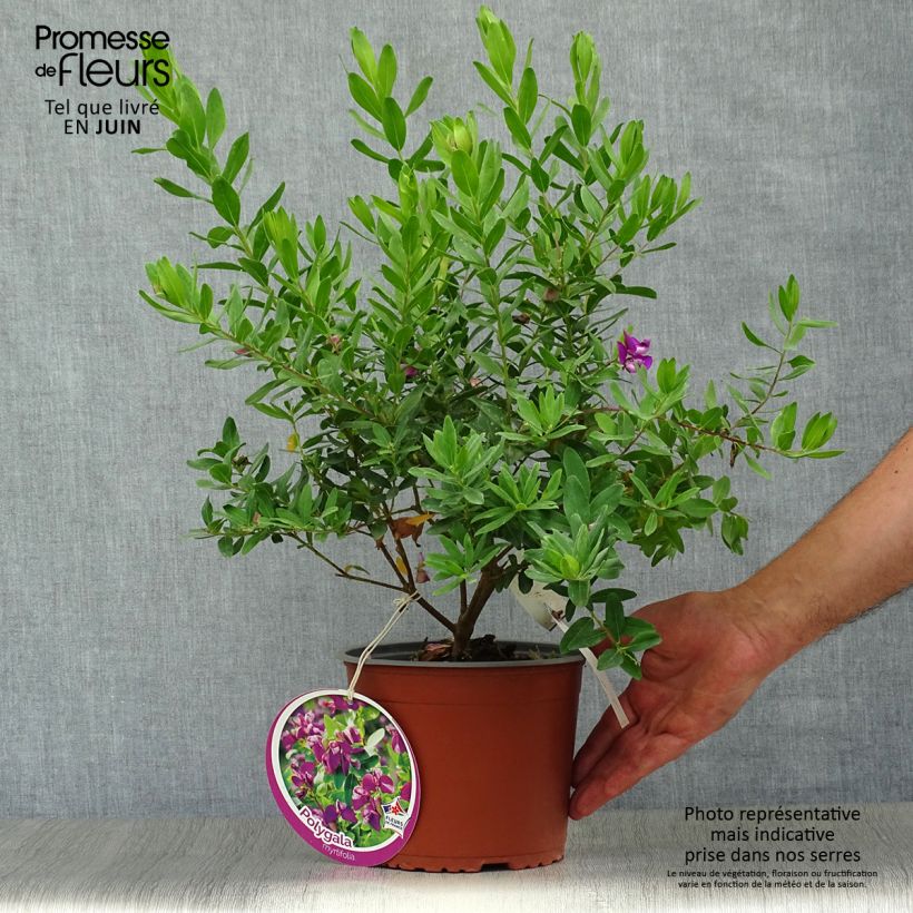 Ejemplar de Polygala myrtifolia - Polygale à feuilles de myrte Pot de 2L/3L entregado en verano