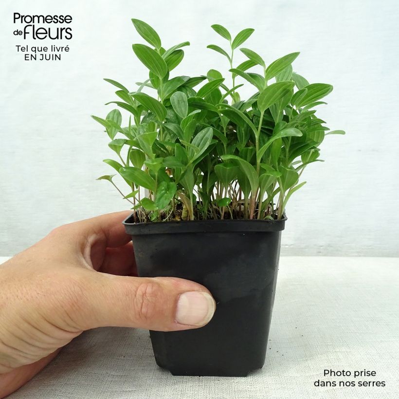 Ejemplar de Polygonatum humile - Sceau de Salomon Godet de 9cm entregado en verano