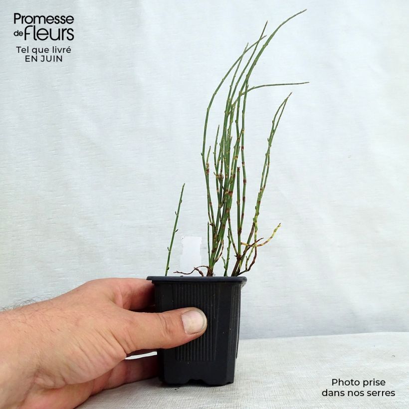 Ejemplar de Polygonum scoparium - Renouée à balais Godet de 8/9 cm entregado en verano