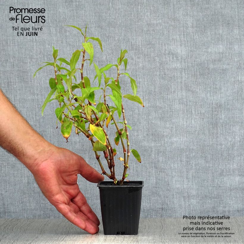 Ejemplar de Cilantro Vietnamita - Polygonum odoratum Maceta de 8/9 cm entregado en verano