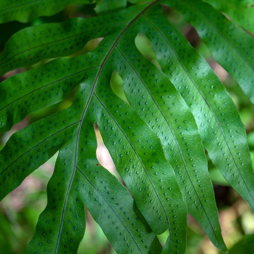 Phlebodium pseudoaureum - Helecho (Follaje)