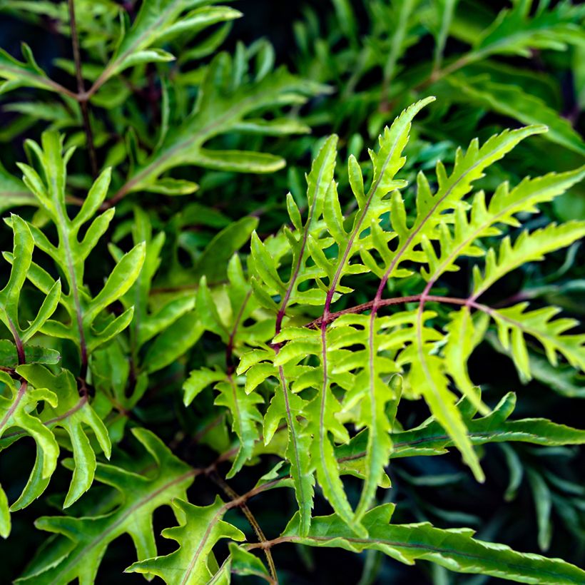 Polyscias filicifolia (Follaje)