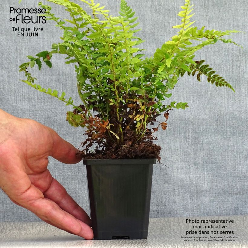 Ejemplar de Polystichum aculeatum - Helecho Maceta de 8/9 cm entregado en verano