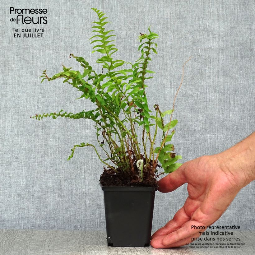 Ejemplar de Polystichum munitum - Helecho Maceta de 8/9 cm entregado en verano