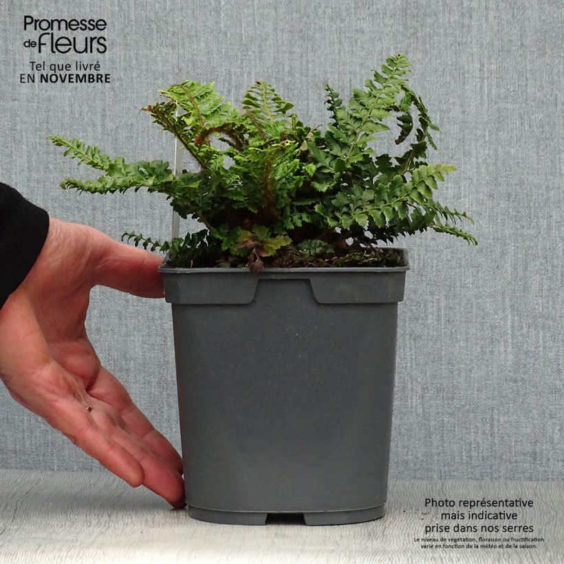 Ejemplar de Polystichum polyblepharum - Helecho Maceta 2L/3L entregado en otoño