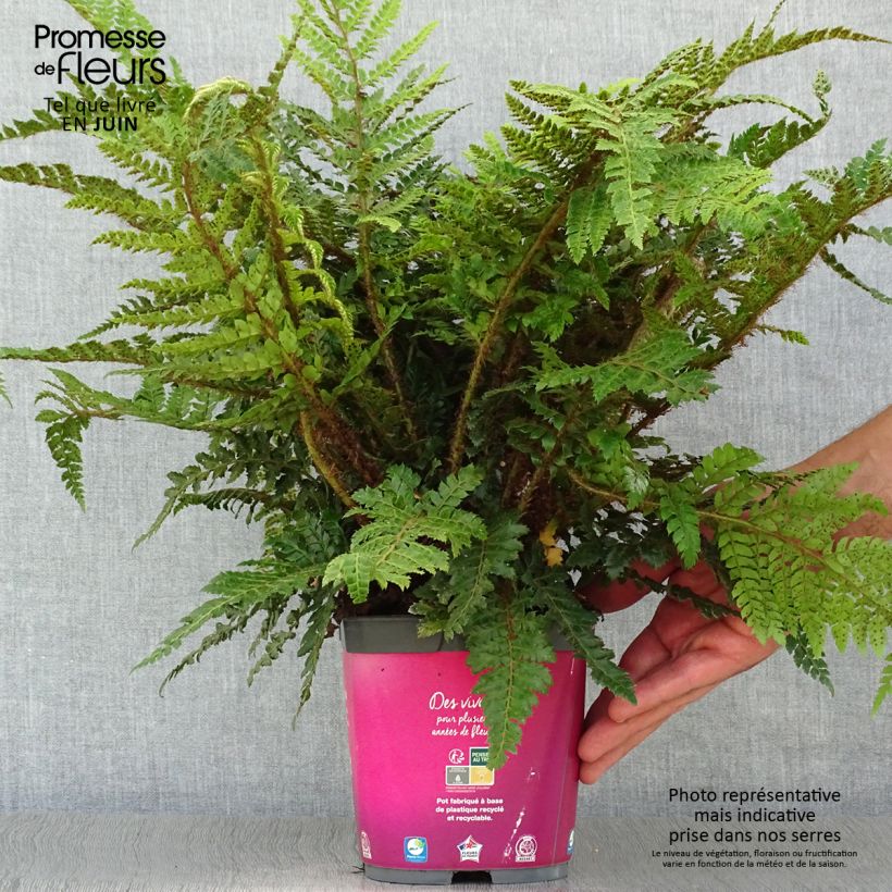 Ejemplar de Polystichum polyblepharum - Helecho Maceta 2L/3L entregado en verano