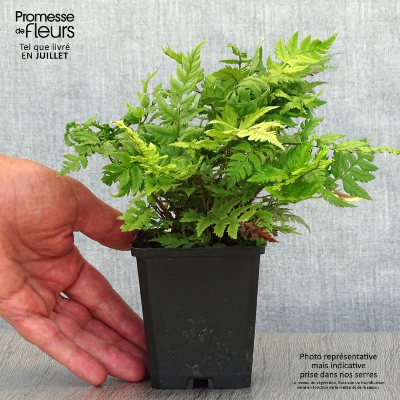 Ejemplar de Polystichum rigens - Helecho Maceta de 8/9 cm entregado en verano