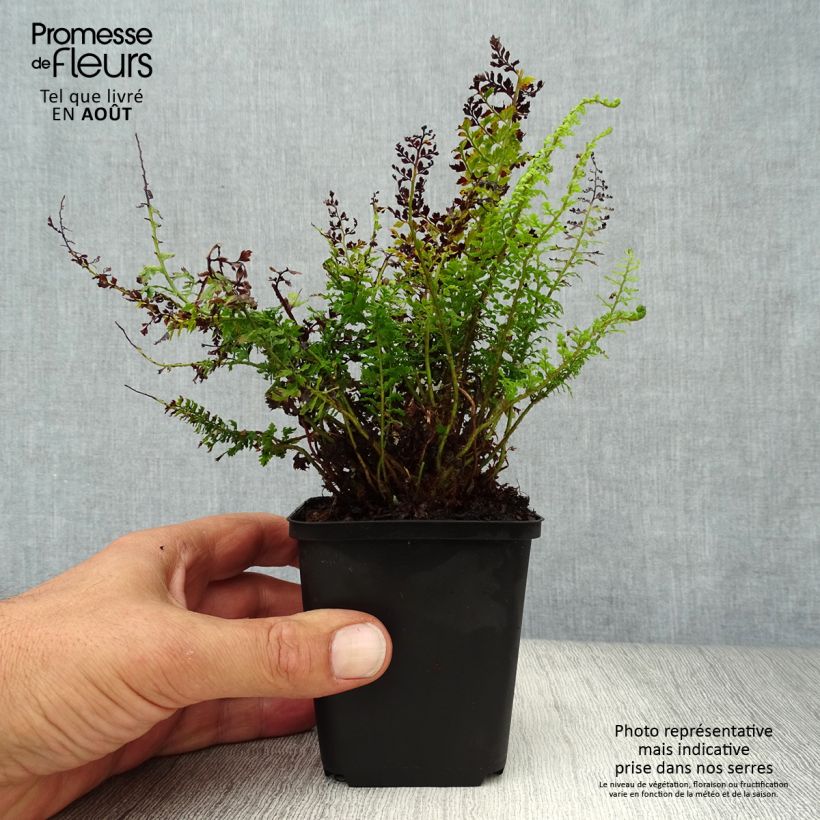 Ejemplar de Polystichum setiferum Herrenhausen - Helecho peludo Maceta de 8/9 cm entregado en verano
