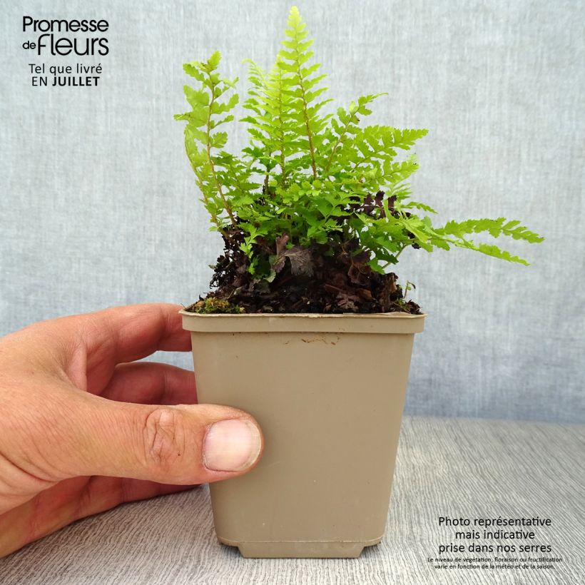 Ejemplar de Polystichum setiferum Dahlem - Helecho peludo Maceta de 8/9 cm entregado en verano