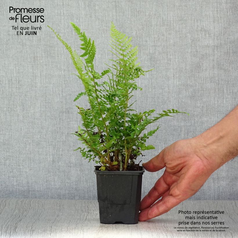Ejemplar de Polystichum setiferum - Helecho peludo Maceta de 8/9 cm entregado en verano