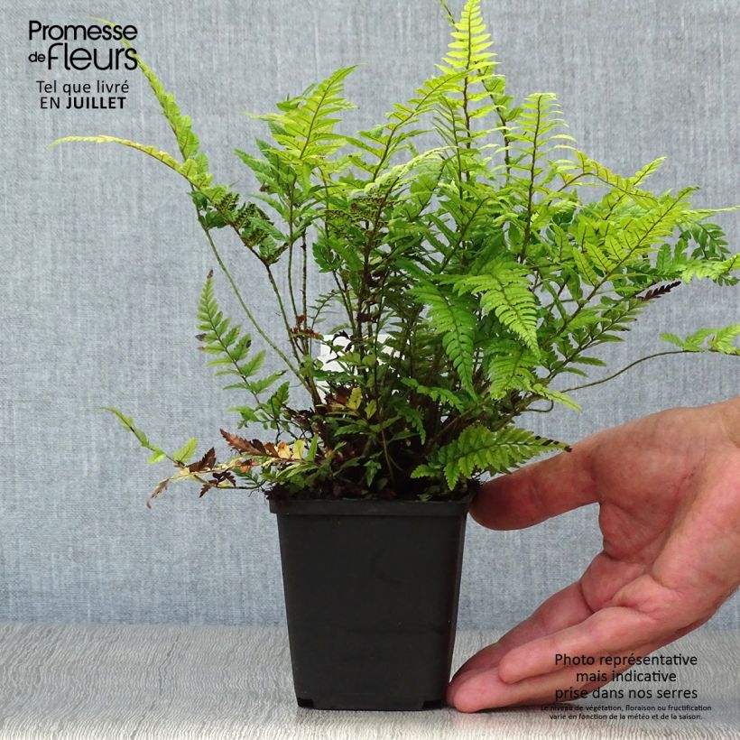 Ejemplar de Polystichum tsus-simense - Helecho Maceta de 8/9 cm entregado en verano