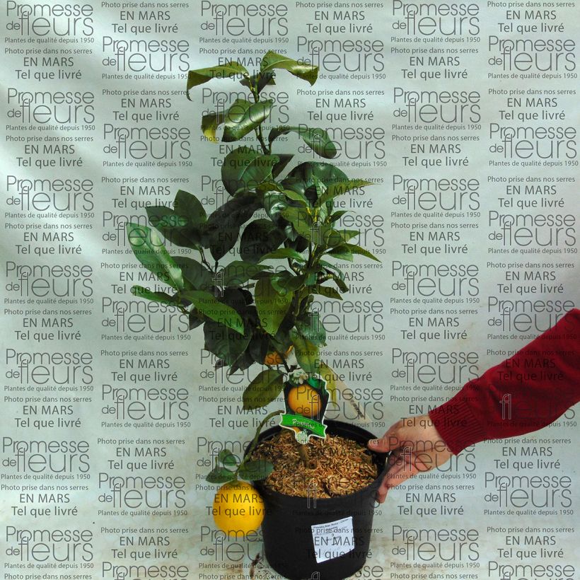 Ejemplo de ejemplar de Pomelo Star Ruby - Citrus paradisi  Pot de 4L/5L tal y como se entrega