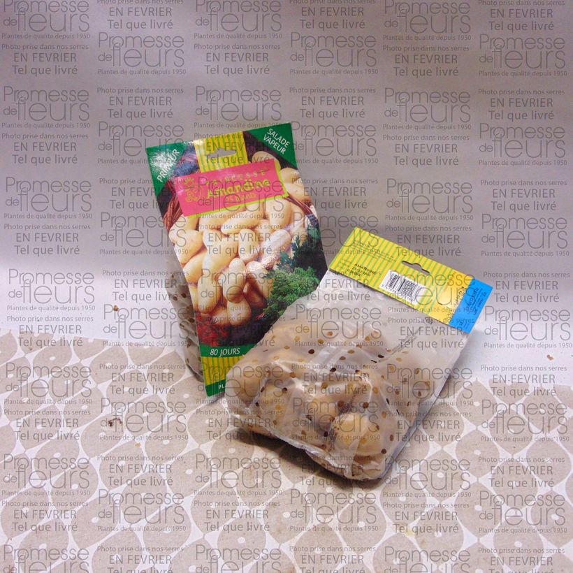 Ejemplo de ejemplar de Patata Amandine Bolsa de 25 plántulas calibre 25/32 mm tal y como se entrega