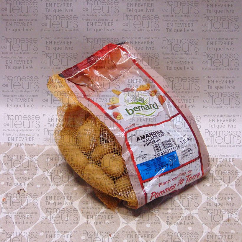 Ejemplo de ejemplar de Patata Amandine Pieza calibre 25/32 mm tal y como se entrega