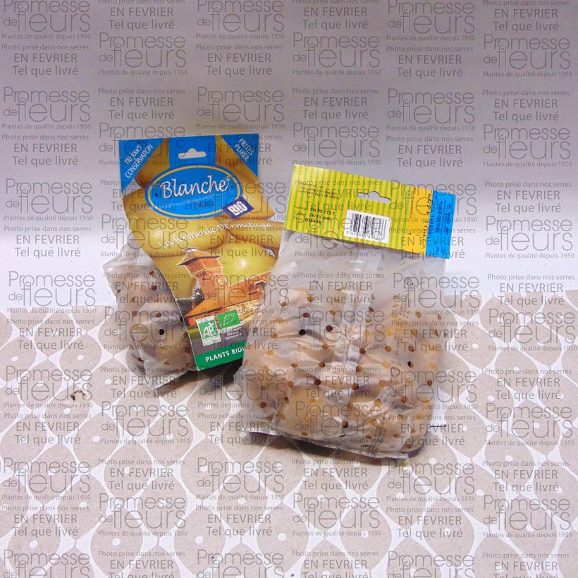 Ejemplo de ejemplar de Patata Blanche BIO Bolsa de 25 plántulas calibre 28/45 mm tal y como se entrega