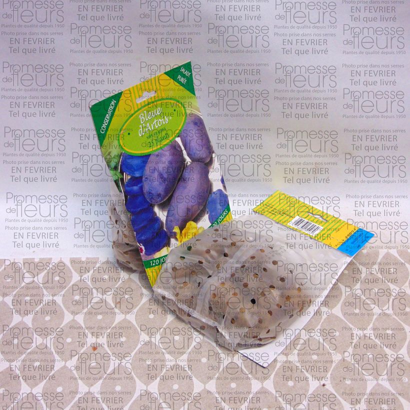 Ejemplo de ejemplar de Patata Bleue d'Artois Bolsa de 25 plántulas calibre 28/45 mm tal y como se entrega