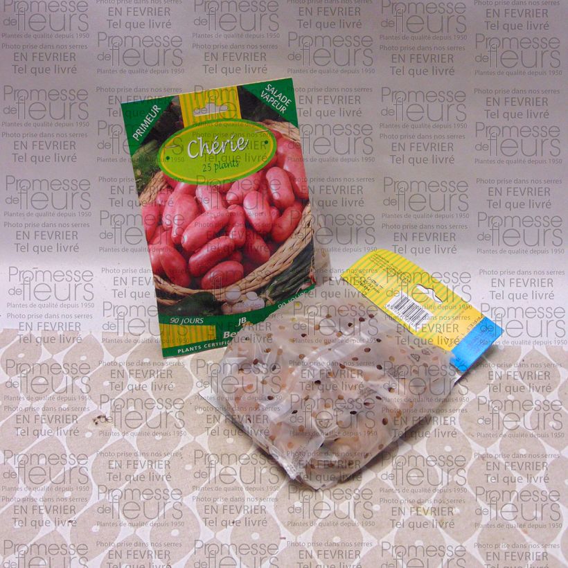 Ejemplo de ejemplar de Patata Cherie Bolsa de 25 plántulas calibre 25/32 mm tal y como se entrega