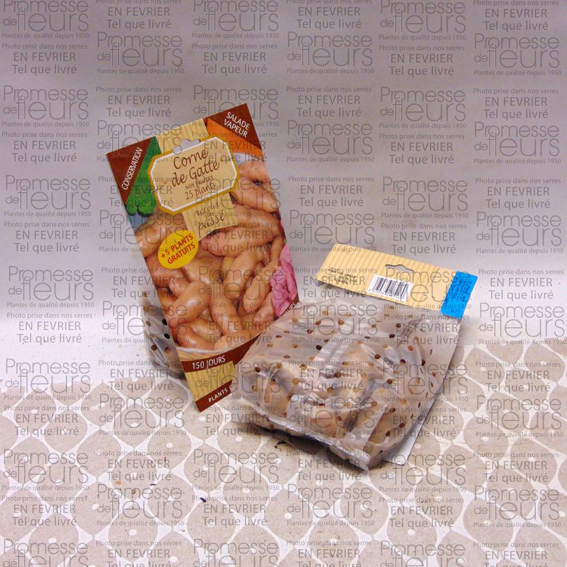 Ejemplo de ejemplar de Patata Corne de Gatte Bolsa de 25 plántulas calibre 25/35 mm tal y como se entrega