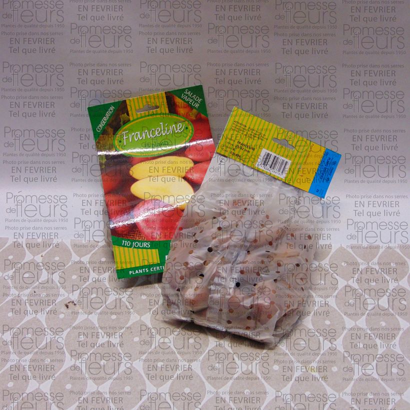 Ejemplo de ejemplar de Patata Franceline Bolsa de 25 plántulas calibre 28/32 mm tal y como se entrega