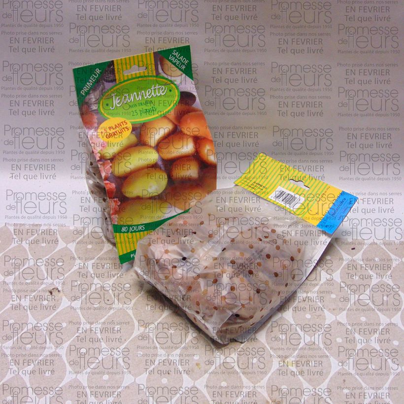 Ejemplo de ejemplar de Patata Jeannette (N°105-2) Bolsa de 25 plántulas calibre 25/35 mm tal y como se entrega