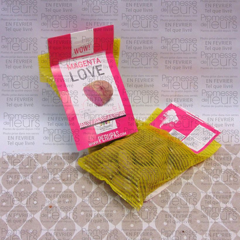 Ejemplo de ejemplar de Patata Magenta Love Bolsa de 25 plántulas calibre 28/32 mm tal y como se entrega