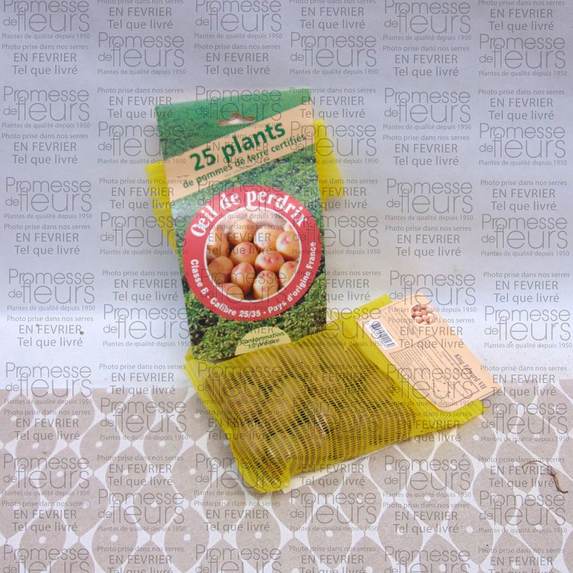 Ejemplo de ejemplar de Patata Oeil de Perdrix Bolsa de 25 plántulas calibre 28/35 mm tal y como se entrega