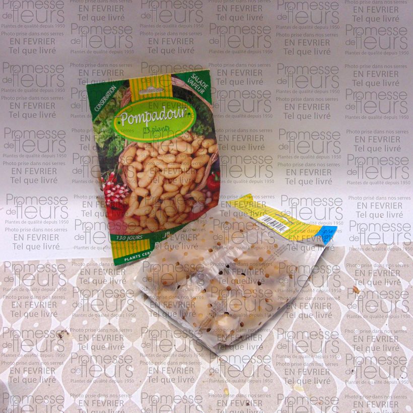 Ejemplo de ejemplar de Patata Pompadour Bolsa de 25 plántulas calibre 25/32 mm tal y como se entrega