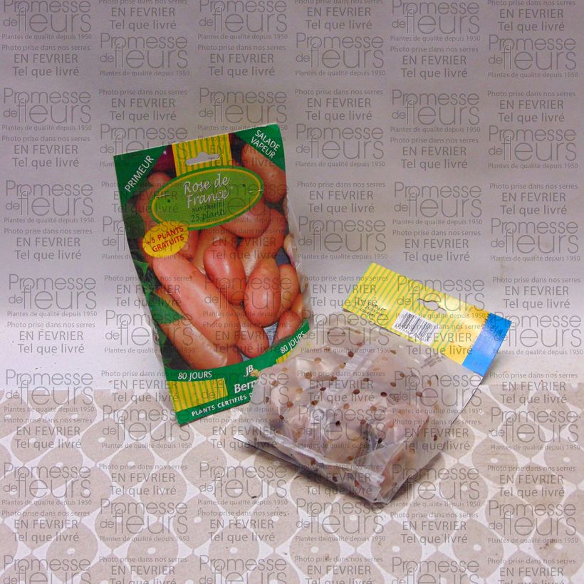 Ejemplo de ejemplar de Patata Rose de France Bolsa de 25 plántulas calibre 25/35 mm tal y como se entrega