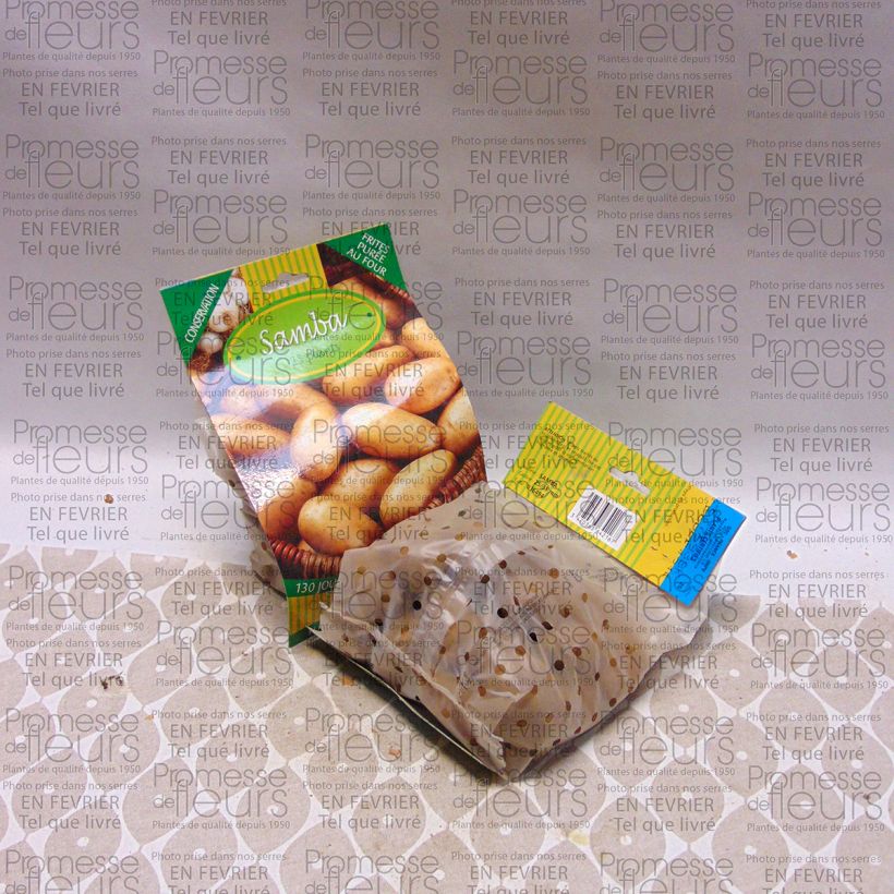 Ejemplo de ejemplar de Patata Samba Bolsa de 25 plántulas calibre 25/35 mm tal y como se entrega