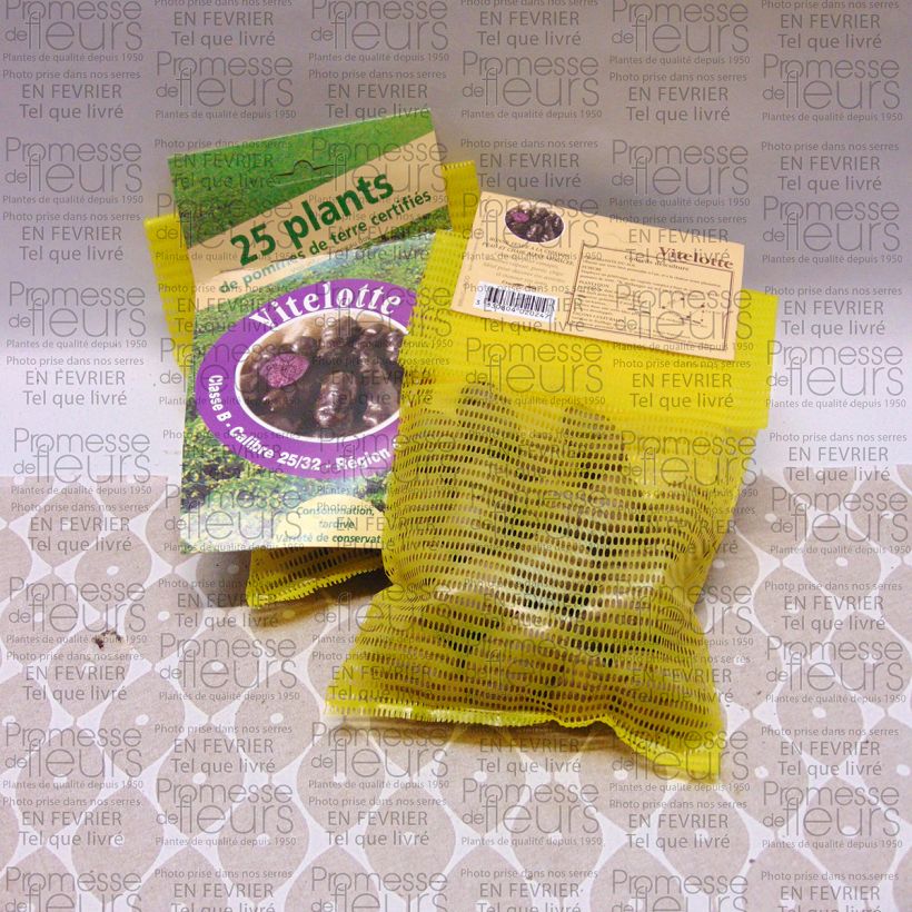 Ejemplo de ejemplar de Patata Vitelotte Bolsa de 25 plántulas calibre 25/32 mm tal y como se entrega