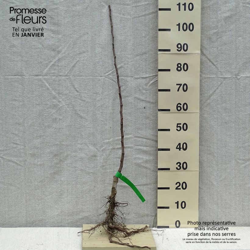 Manzano Court Pendu Bio Raíces desnudas, VástagoAltura de entrega aprox. 90/120cm Ejemplar entregado en invierno