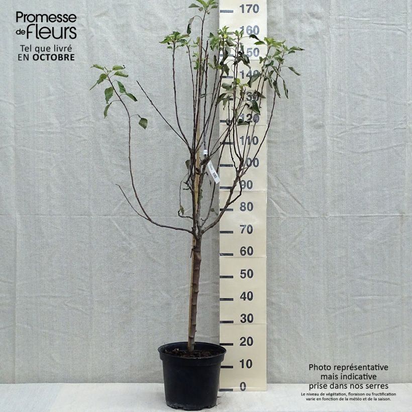 Ejemplar de Manzano Grand Alexandre Maceta 7,5L/10L, Copa entregado en otoño