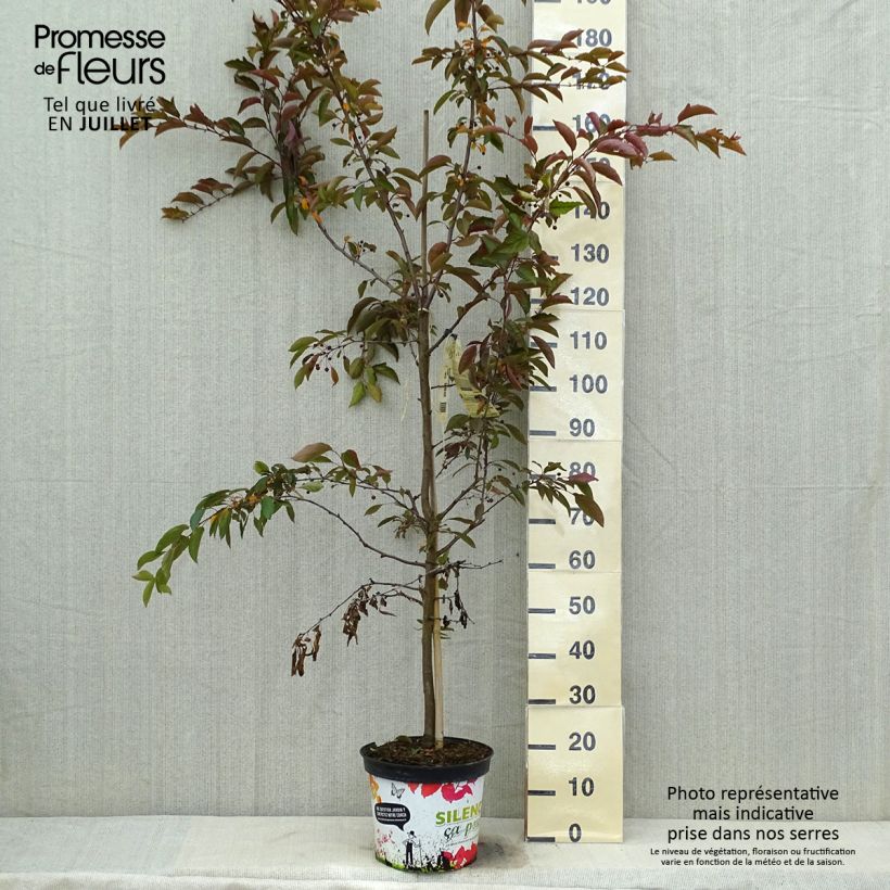 Ejemplar de Manzano de flor Diable Rouge Maceta 7,5L/10LAltura de entrega aprox. 150cm entregado en verano