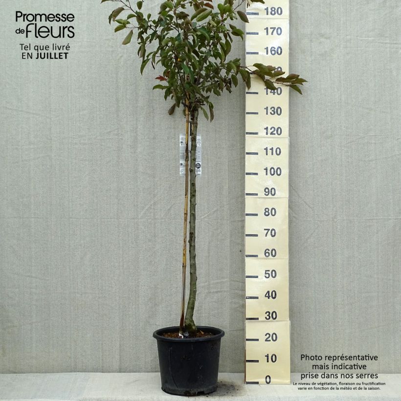 Ejemplar de Manzano de flor Diable Rouge Maceta 12L/15LAltura de entrega aprox. 250cm entregado en verano