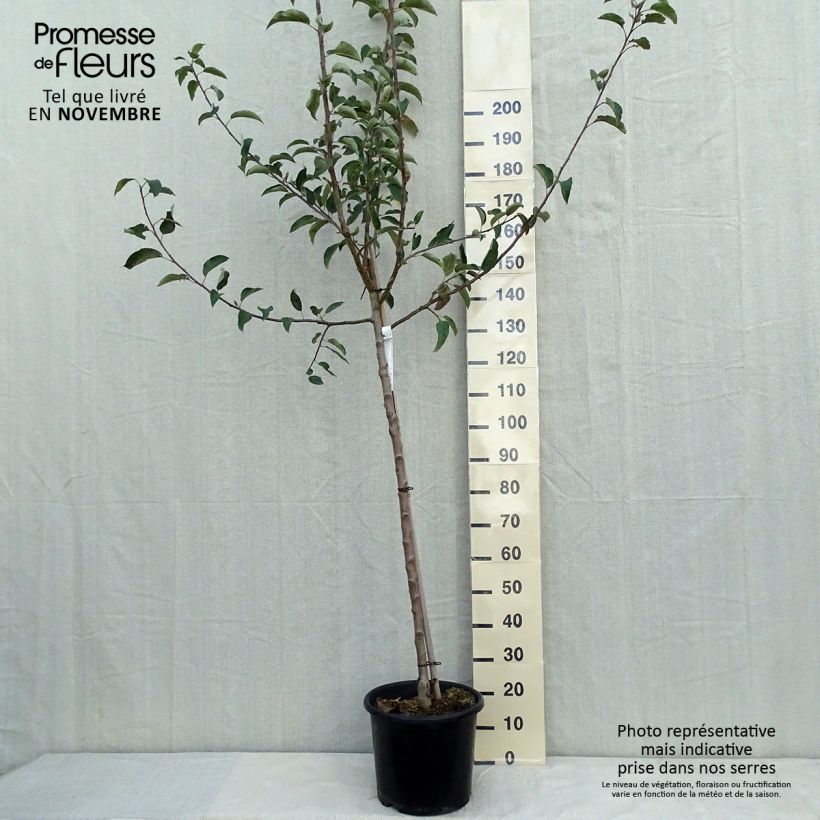 Ejemplar de Manzano Belchard ou Chantecler Maceta 12L/15L, Medio tallo entregado en otoño