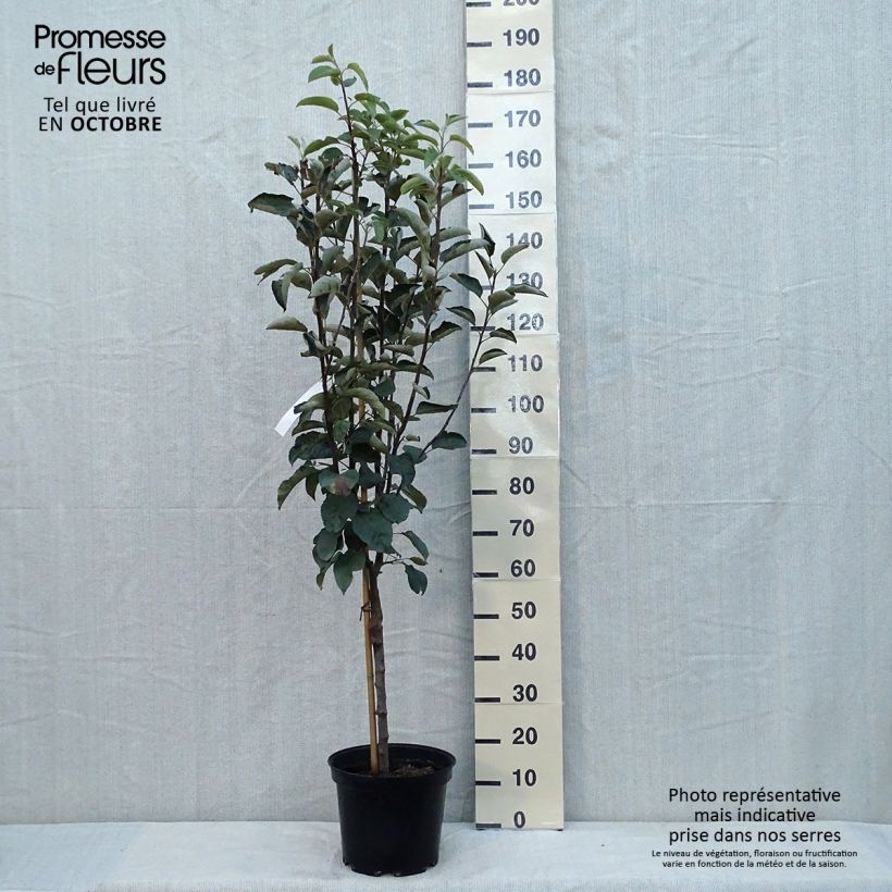 Ejemplar de Manzano Patte de Loup Maceta 7,5L/10L, CopaAltura de entrega aprox. 140/160cm entregado en otoño