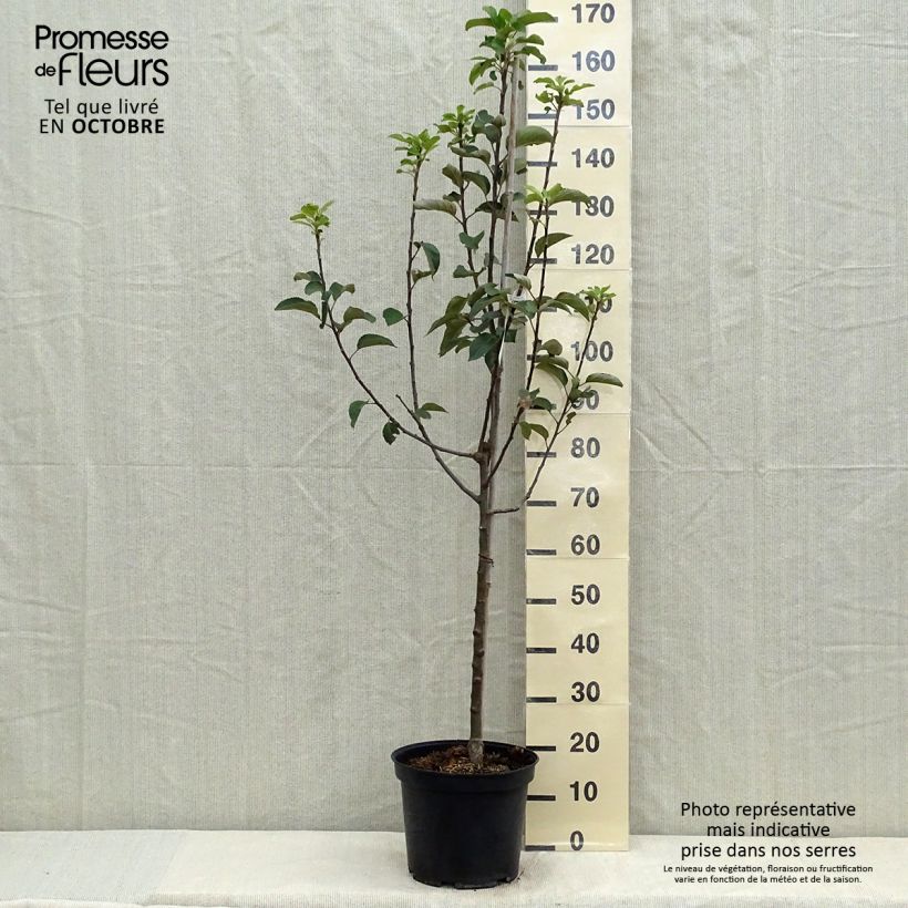 Ejemplar de Manzano Reine des Reinettes Maceta 7,5L/10L, Copa entregado en otoño